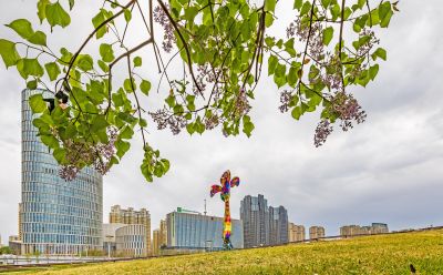 丁香公园丁香花开