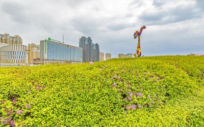丁香公园丁香花开