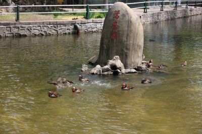 鸳鸯戏水