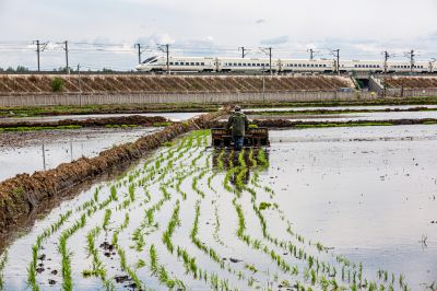 阿城种植水稻