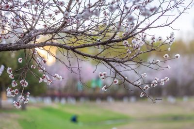 如画新区街景2