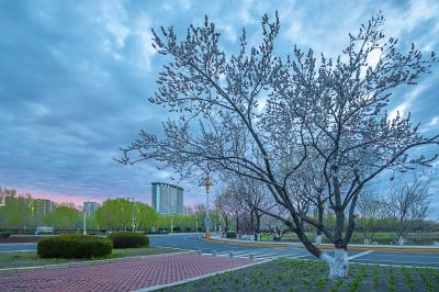 新区春花开