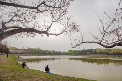 新区春花开