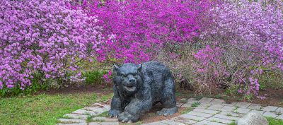 植物园里杜鹃红