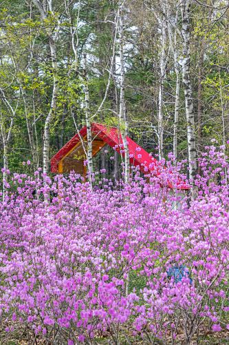 植物园里杜鹃红