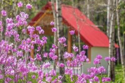 植物园里杜鹃红