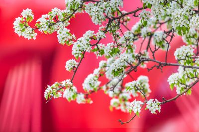 动力广场梨花开