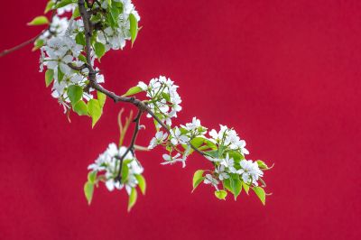 动力广场梨花开
