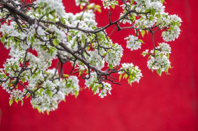 动力广场梨花开