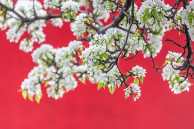 动力广场梨花开