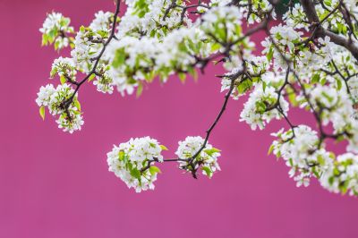 动力广场梨花开