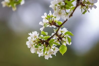 动力广场梨花开