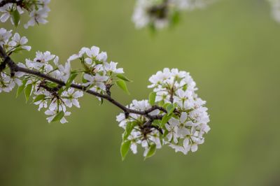 动力广场梨花开