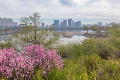 新区哈尔滨大剧院 一湖三岛江畔晨光美