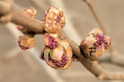 春天的花咕嘟