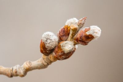 春天的花咕嘟