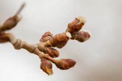 春天的花咕嘟