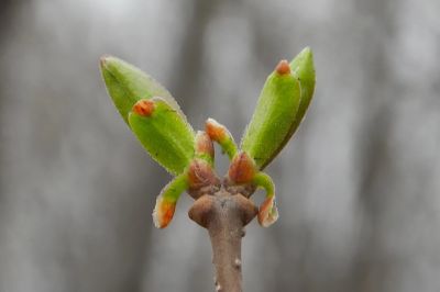 春天的花咕嘟