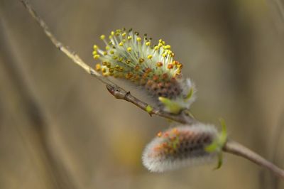 春天的花咕嘟