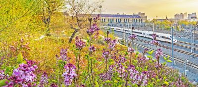 城市花开美景