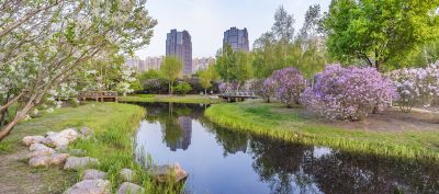城市花开美景