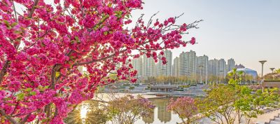 城市花开美景