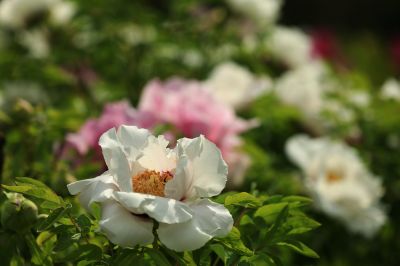 太阳岛牡丹花