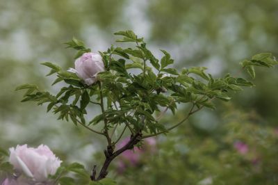 太阳岛牡丹花