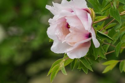太阳岛牡丹花