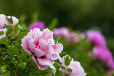 太阳岛牡丹花