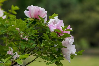太阳岛牡丹花