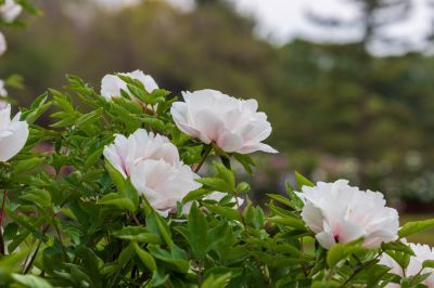 太阳岛牡丹花