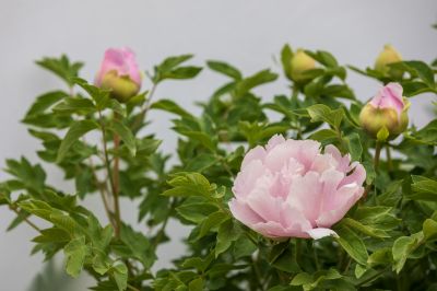 太阳岛牡丹花