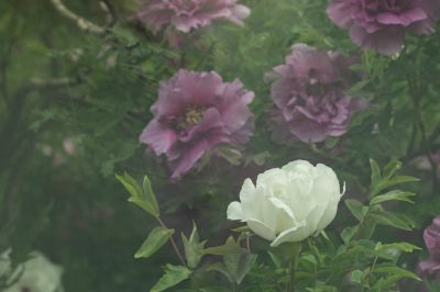 太阳岛牡丹花