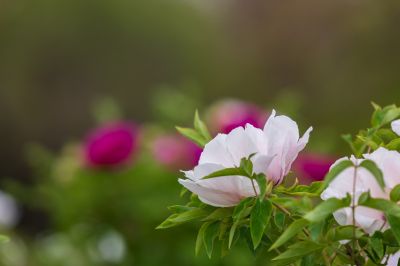 太阳岛牡丹花