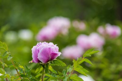 牡丹花