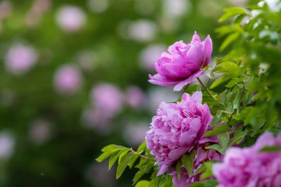 牡丹花