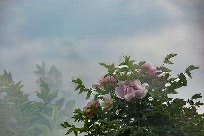 牡丹花