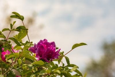 牡丹花