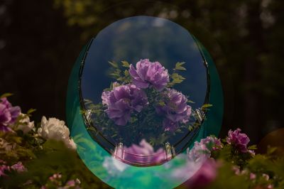 牡丹花
