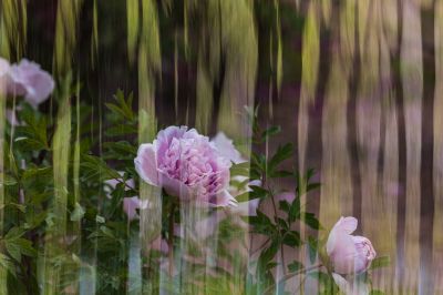 牡丹花