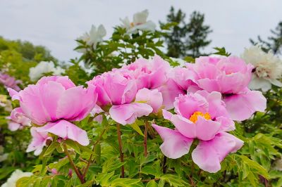 太阳岛—牡丹花