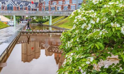 雨中的金河公园