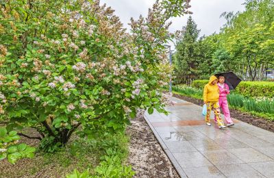 雨中的金河公园