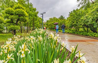 雨中的金河公园