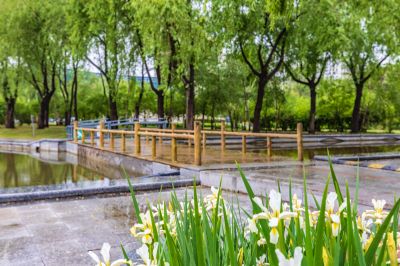 雨中的金河公园