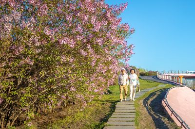 丁香公园醉花香1