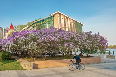 公路大桥旁丁香花盛开