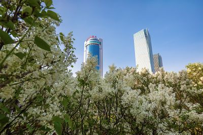 公路大桥旁丁香花盛开