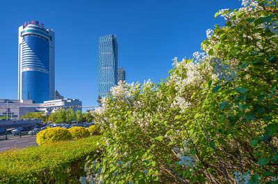 公路大桥旁丁香花盛开